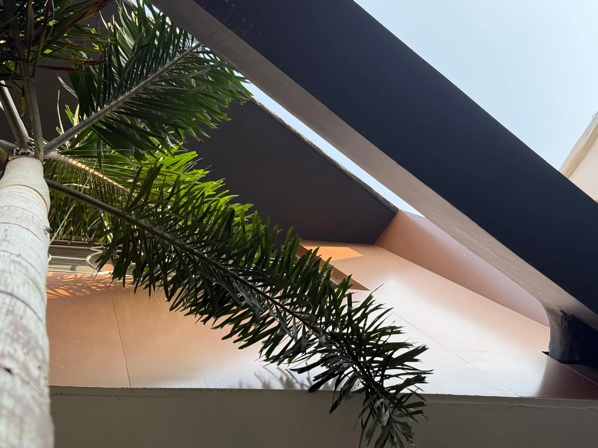 Photograph of palms against Unnati’s shaded balcony and sweeping roof edge